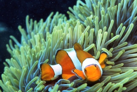 041_anemonefish2.jpg